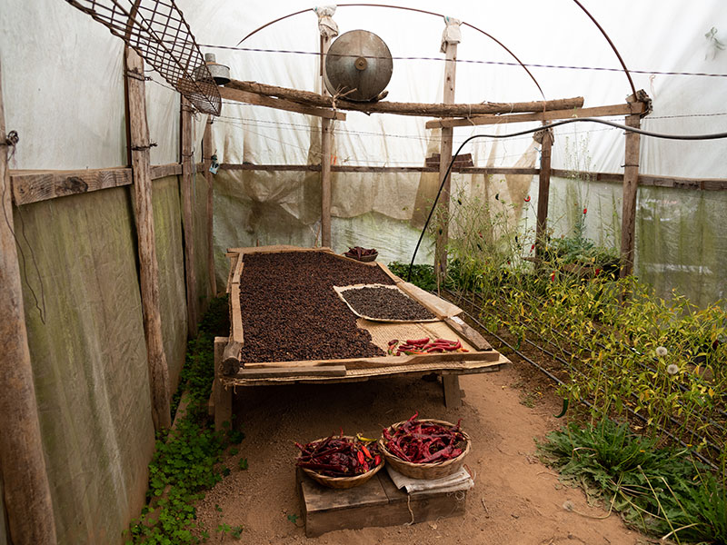 Los tiempos y las etapas del chile